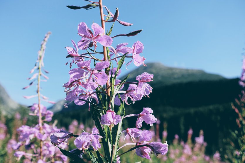 Flower in High Tatra mountains