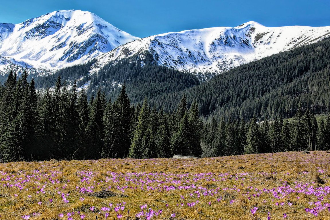 Chocholowska valley crocuses spring Tatras