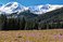 Chocholowska valley crocuses spring Tatras