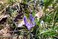 Crocus flower in Polish mountains