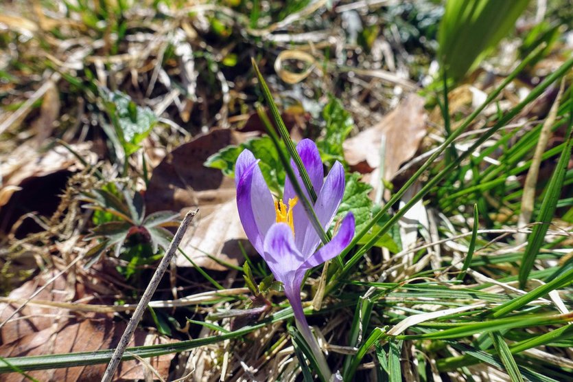 Crocus flower in Polish mountains