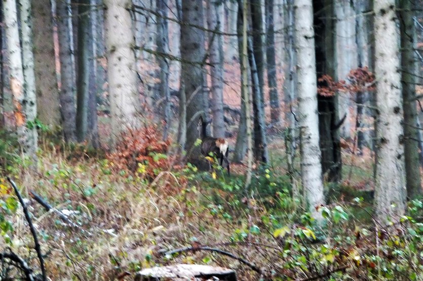 hiking trails in Beskid Maly mountain range, southern Poland