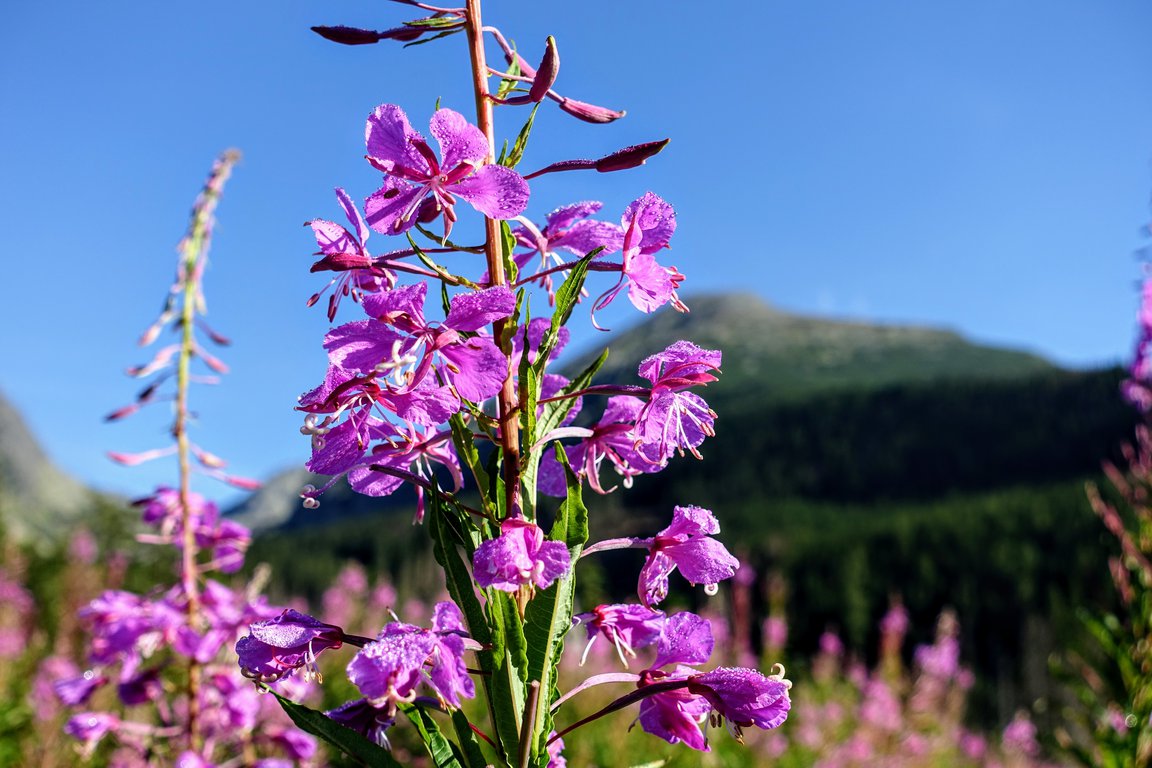 High Tatras hiking 20