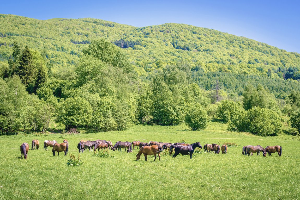 Hourses in Bieszczady Mountains