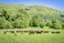 Hourses in Bieszczady Mountains