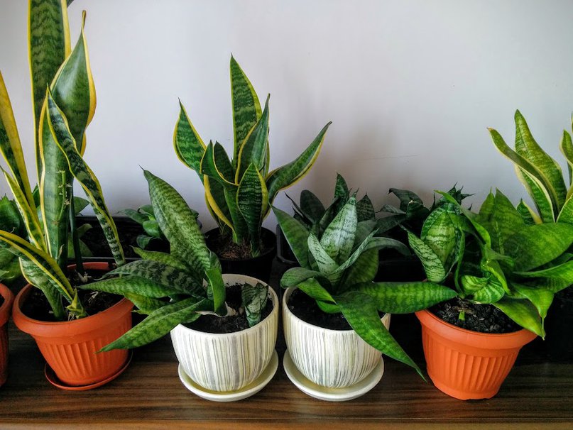 Collection of sansevieria