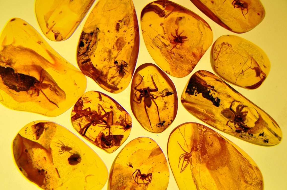 Fossils - amber museum in Gdansk