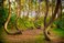 The Crooked Forest in Poland