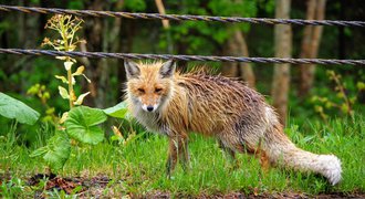 wet unhappy fox