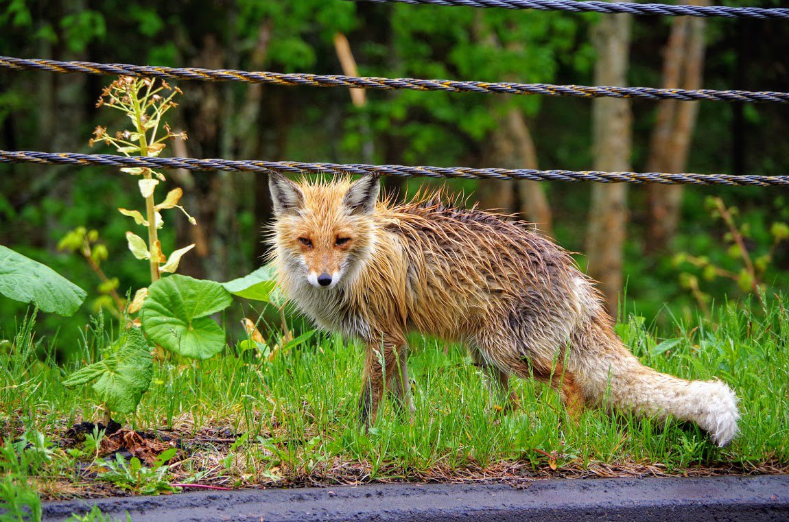 wet unhappy fox