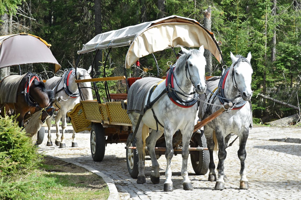 working horses on Morskie Oko