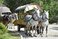 working horses on Morskie Oko
