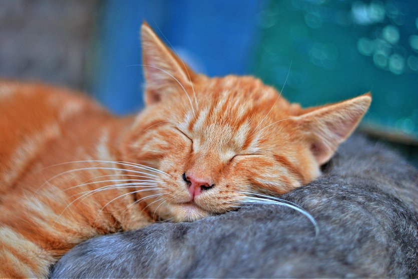 sleeping cat