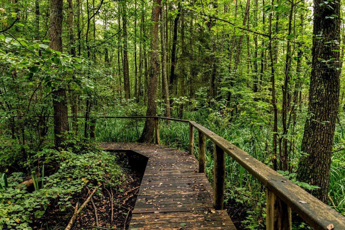 Bialowieza National Park Poland.jpg
