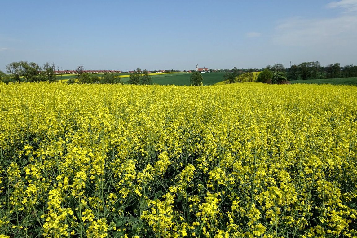 Fields of cole in Gliwice, southern Poland
