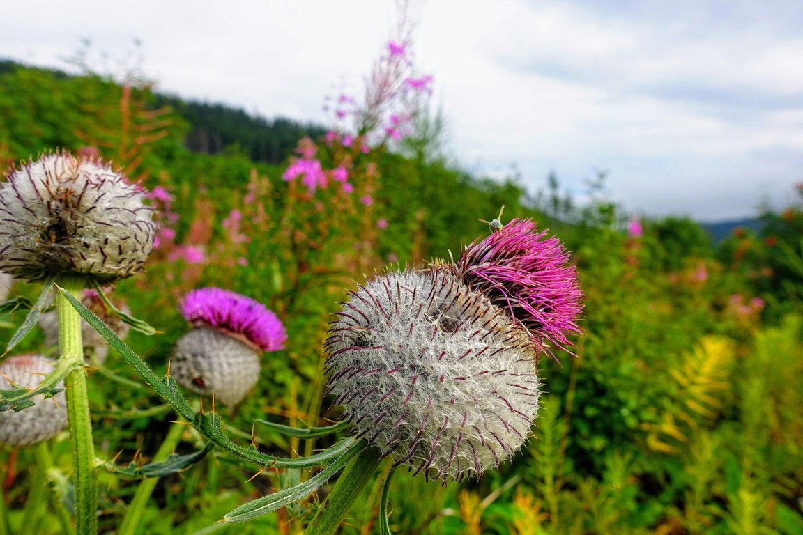 Flower in Tatra mountains, Slovakia