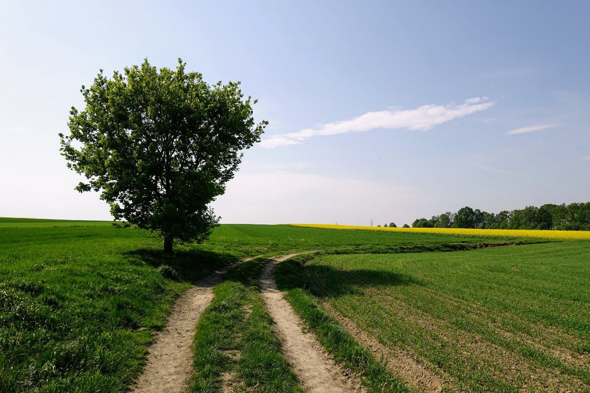 Lonely tree in the fields on a sunny day