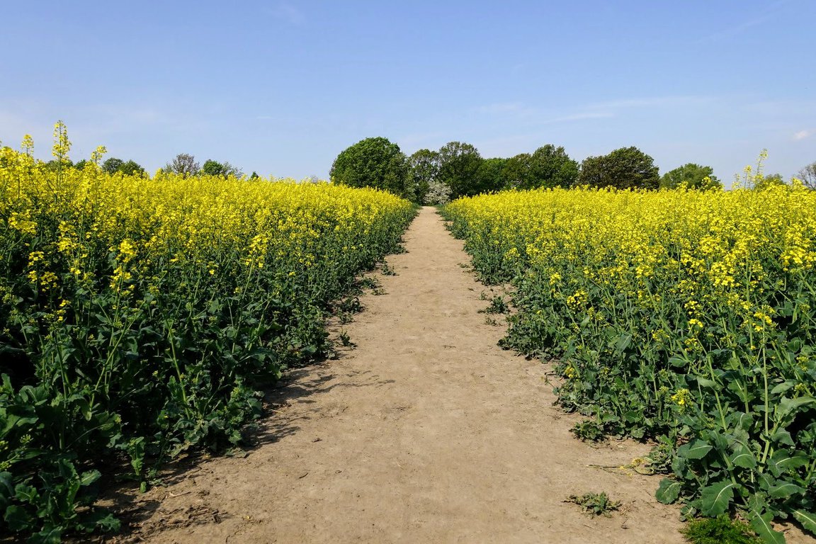 Path in the fields - close to nature, Poland
