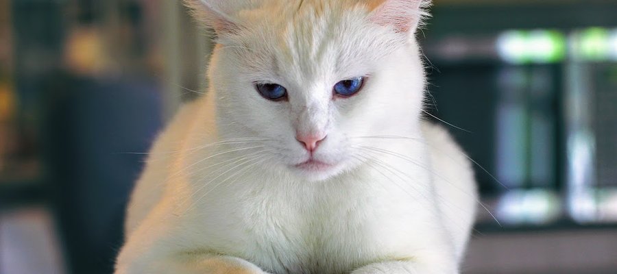 unhappy and impatient white cat
