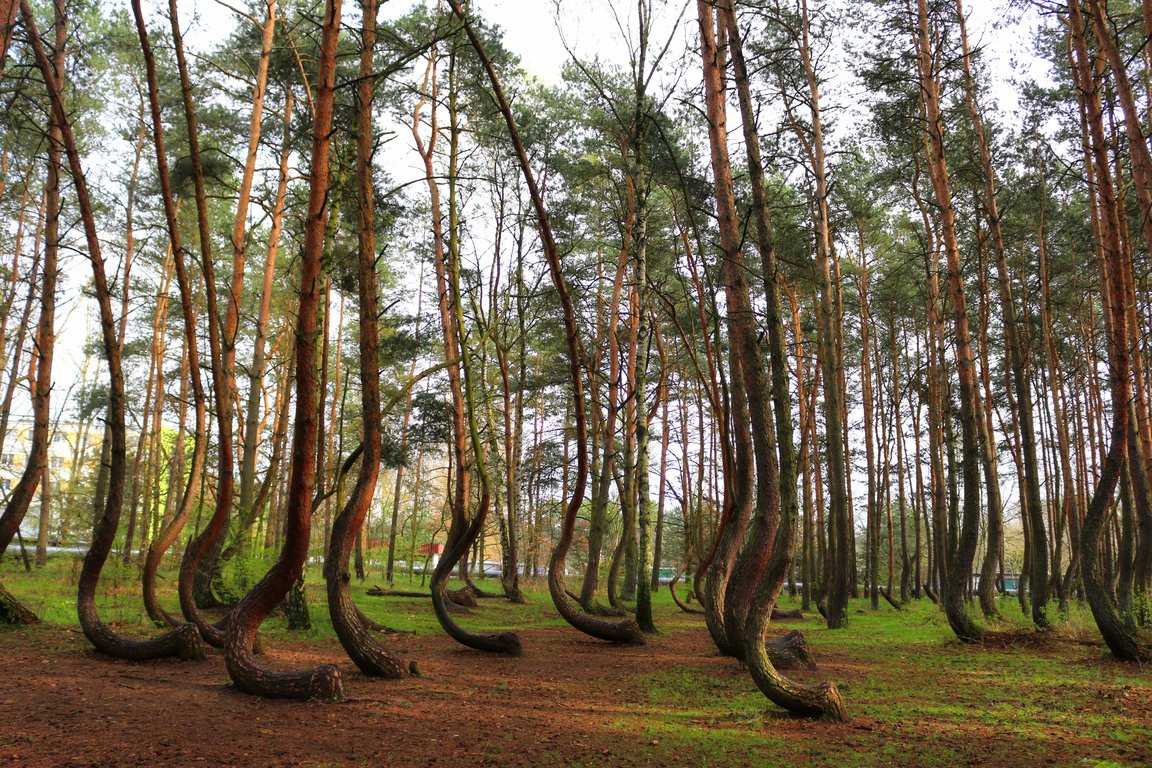 crooked forest poland.jpg
