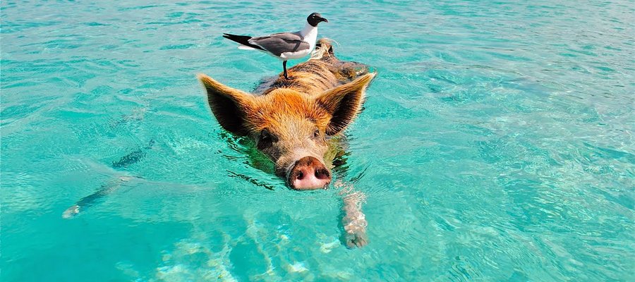 Funny animals