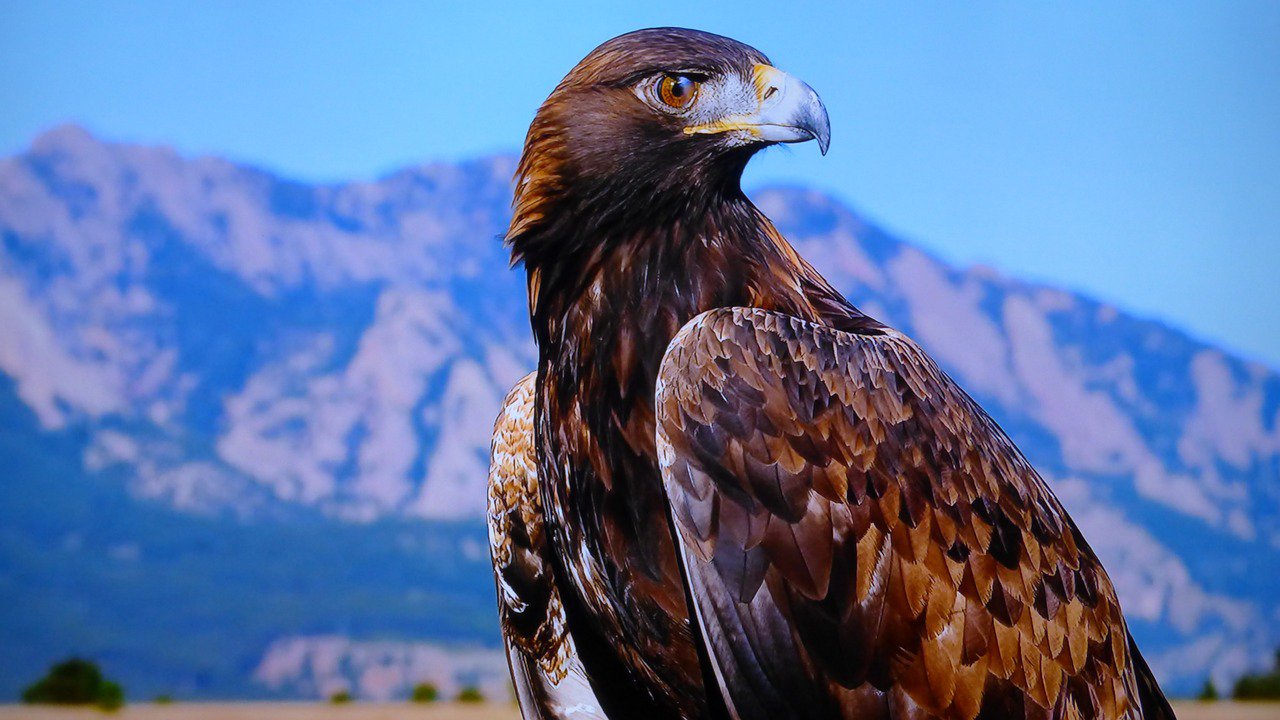 Golden eagle