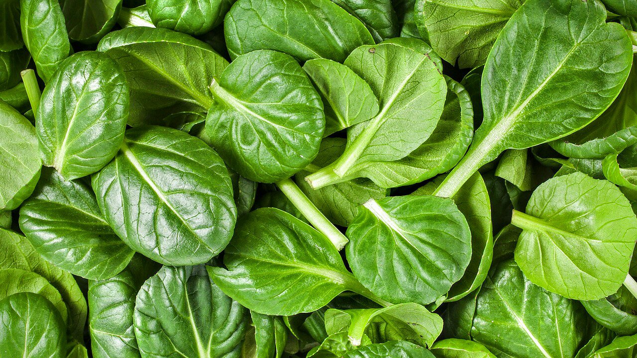Spinach baby leaves